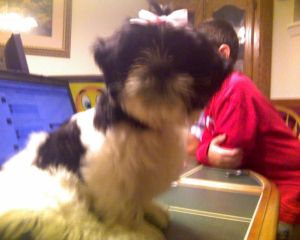 Moxie - The Family Shih-tzu