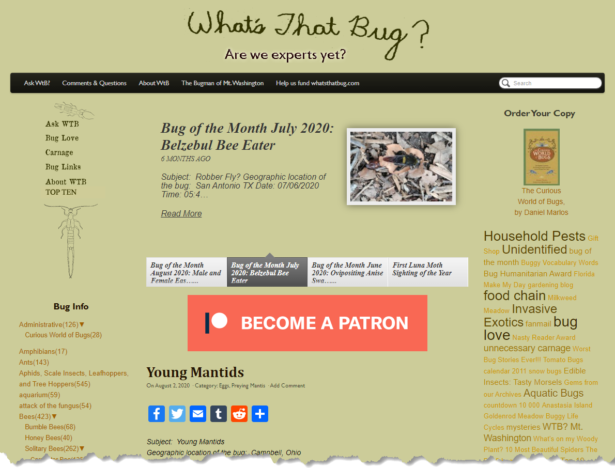 What's That Bug? - Homepage
